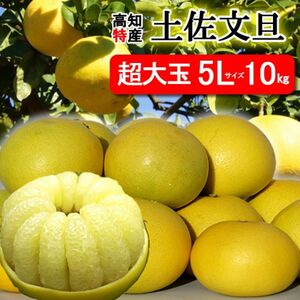 【訳あり】高知特産　土佐文旦　5Lサイズ　約10㎏