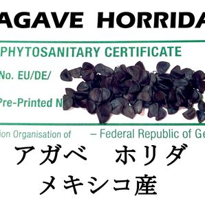 1月入荷 50粒+ アガベ ホリダ HORRIDA 種子 種
