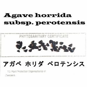 1月入荷 10粒+ アガベ ホリダ ペロテンシス 種子 種 証明書あり