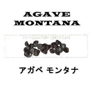 1月入荷 20粒+ アガベ モンタナ 種子 種子 Agave montana