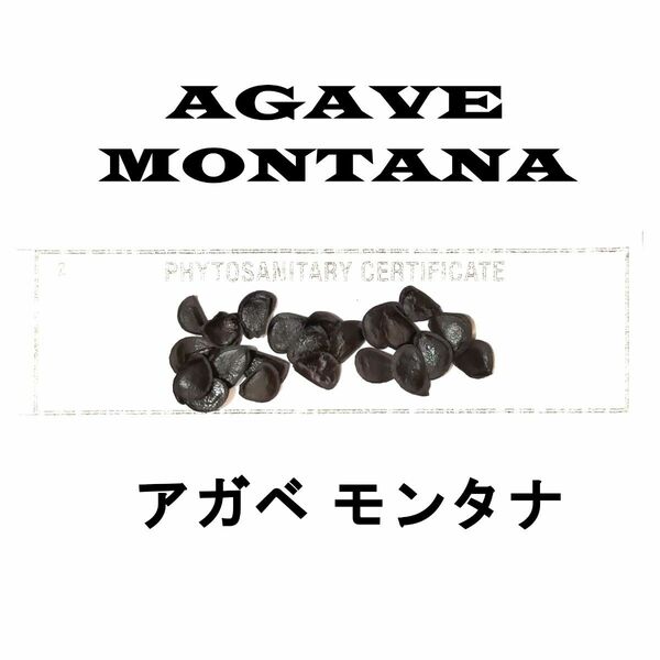 1月入荷 50粒+ アガベ モンタナ 種子 種子 Agave montana