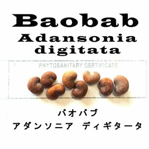 9月入荷 10粒+ バオバブ アダンソニア ディギタータ 種 種子 証明書あり