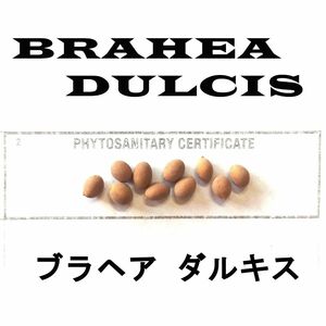 【3月入荷】ブラヘア ダルキス 15粒 (検)アルマータ 種 種子