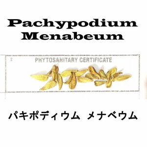 12月入荷 20粒+ パキポディウム メナベウム 種子 種 証明書