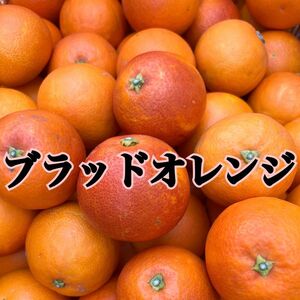 ブラッドオレンジ タロッコ 和歌山県産 秀品 L 高級みかん
