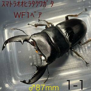 アチェ産　スマトラオオヒラタクワガタ WF1♂87mmペア No.1