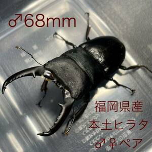 良型♂68mm 福岡朝倉産本土ヒラタ ♂♀ペア