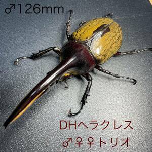 DHヘラクレス(ヘラクレスヘラクレス・ヘラクレスオオカブト)♂126mm♂♀♀トリオ