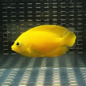 ヘラルドヤッコ 5-7cm±(A-0254) 海水魚 サンゴ 生体