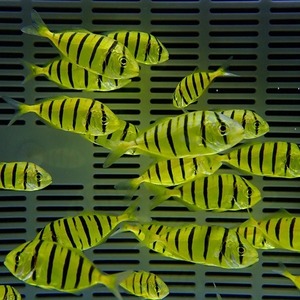 コガネシマアジ 3-4cm± (A-1923) 海水魚 サンゴ 生体