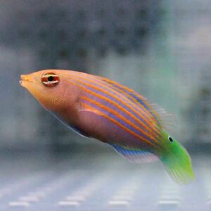 ニセモチノウオ 2-4cm±(A-0182) 海水魚 サンゴ 生体