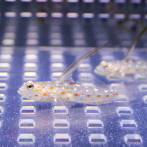 ハタタテシノビハゼ 4-6cm± 海水魚 ハゼ(A-0045) 海水魚 サンゴ 生体_画像3