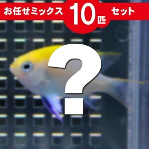 スズメダイ MIX 10匹セット(A-2705) 海水魚 サンゴ 生体