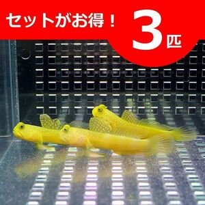 ギンガハゼ イエロー 3-5cm± ３匹セット 海水魚 ハゼ(A-0013) 海水魚 サンゴ 生体