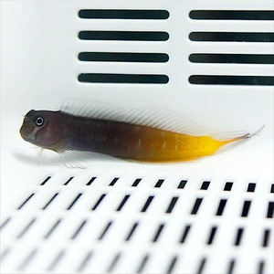 フタイロカエルウオ (A-4323) 海水魚 サンゴ 生体