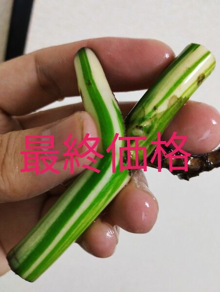 ６【完璧なホワイトタイガー】【茎と芽点が真っ白】【極めて希少】極斑入りモンステラ　発根済み株