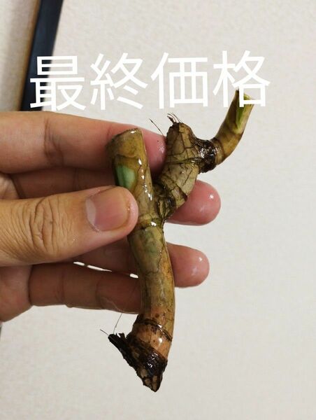 ５【完璧なホワイトタイガー】【茎と芽点が真っ白】【極めて希少】極斑入りモンステラ　発根済み株