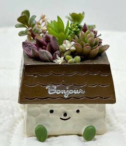 200円～「多肉植物小さな小さなおうちの寄せ植え」完成品＊カット苗を寄せ植えし固定してあります＊出窓や室内に飾っていただけます