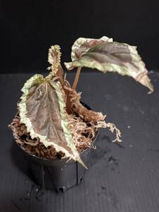 【原種ベゴニア】Begonia cf. baramensis