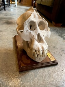 スマトラオランウータン　頭蓋骨模型　レプリカ　/　頭骨　骨格標本　霊長類　猿