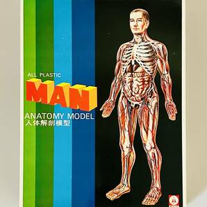 ツクダ「人体解剖模型」プラモデル未組立品の画像1