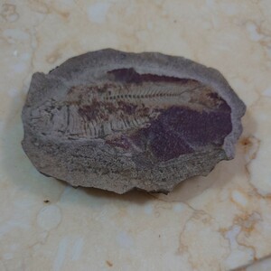 化石　魚　国産鉱物 天然石 標本　ゆうパック発送