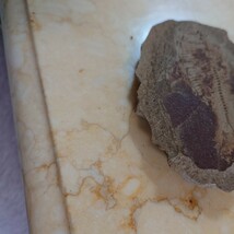 化石　魚　国産鉱物 天然石 標本　ゆうパック発送_画像3