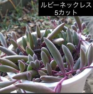 ルビーネックレス　多肉植物　5カット　紫月
