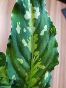 【TypeⅡ】 アグラオネマ Aglaonema pictum Mosaic typeⅡ from Sumatra Barat 【 AZ0912-2 】