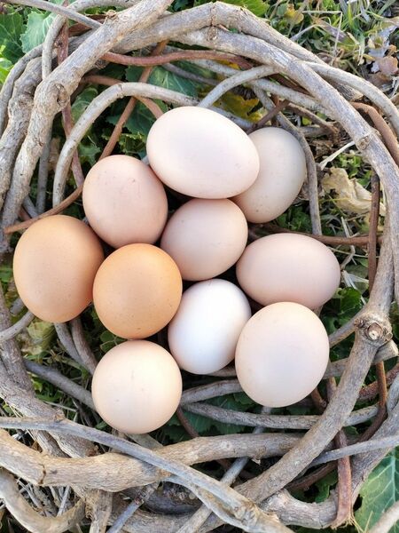 平飼いの３種類の烏骨鶏の卵10個自然農法果樹園アイアイファーム