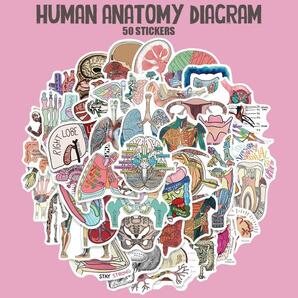 人体解剖図 ステッカー 50枚セット アナトミーアート ダヴィンチ 人間 人体の構造 医学史 美術 標本 ドクロ 骨格 臓器 古代エジプト