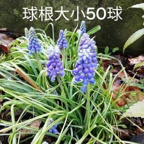 ムスカリ球根　大小50球