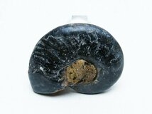 誠安◆超レア最高級超美品天然アンモナイト化石[T723-1515]_画像3
