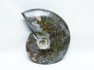 誠安◆天然石高級品アンモナイト化石[T723-1570]