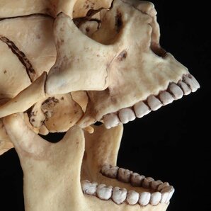 JJ084 立体パズル 4D VISION 人体解剖「頭蓋骨」二個 幅9cm 総重500g・頭蓋骨模型 置物 オブジェの画像7