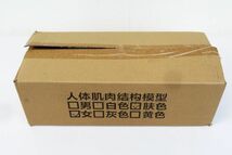 外重R8157◆未使用品【人体モデル 人体模型『人体全身肌肉解剖模型 女性 約28cm』ミニポスター付】解剖学 医学研究 デッサン フィギュア_画像3