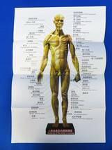 外重R8157◆未使用品【人体モデル 人体模型『人体全身肌肉解剖模型 女性 約28cm』ミニポスター付】解剖学 医学研究 デッサン フィギュア_画像4