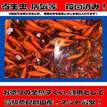 《500匹》小赤 餌金 金魚すくい 100サイズ_画像1