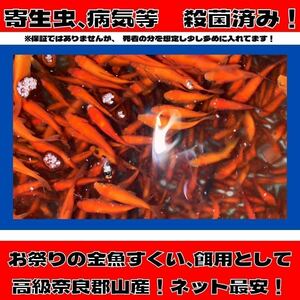 《500匹》小赤 餌金 金魚すくい 100サイズ