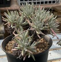 ダドレヤ　Dudleya virens（細葉タイプ）_画像5