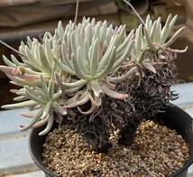 ダドレヤ　Dudleya virens（細葉タイプ）_画像3