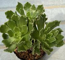 アエオニウム　Aeonium smithii (休眠期は、葉裏の粒々が赤く染まって綺麗です)_画像1