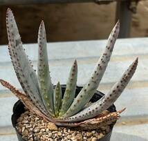 アロエ　Aloe compressa var.schistophila (4枚目参考画像)_画像2