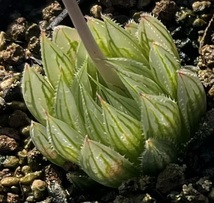 ハオルチア　Haworthia cooperi var.isabellae MBB6910 De Plaat_画像1