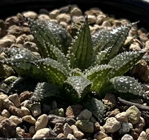 ハオルチア　Haworthia mirabilis var.diversicolor MBB6585/1 Olifantsdoorn ①（5~6枚目親株見本）_画像2