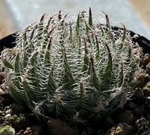 ハオルチア　Haworthia arachnoidea var.setata Trichogera_画像3