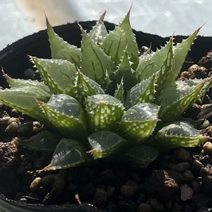 ハオルチア Haworthia mirabilis var.multiforiaの画像2