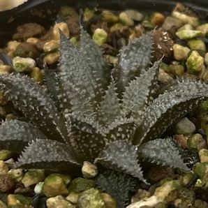 ハオルチア Haworthia mirabilis var.diversicolor MBB6585/1 Olifantsdoornの画像3