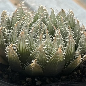 ハオルチア Haworthia bolusii var.blackbeardi JDV97/62 SE Aliwal Northの画像2