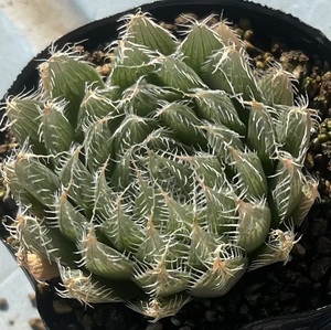 ハオルチア　Haworthia bolusii var.blackbeardi JDV97/62 SE Aliwal North